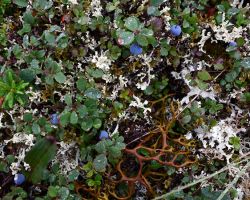Blueberries on tundra near Old Crow, YT