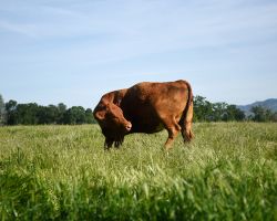 Casa Rosa Farm; Guinda, CA