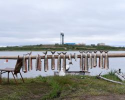 Whitefish drying with DEW line radar station; Tuktoyaktuk, NT