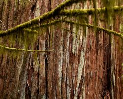 Humboldt Redwoods State Park, CA