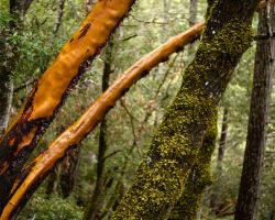 Madrone and maple trees; Mendocino County, CA
