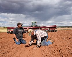 Nick Coffey and his father, Mike Coffey, check the planting depth of hard red winter wheat, which they hope will germinate this fall.