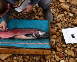 Biologist taking scale sample from Chinook salmon, Porcupine River; Old Crow, YT