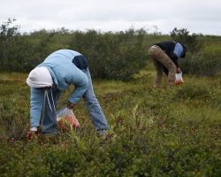 Sheila and William Taylor picking ukpik berries near Tuktoyaktuk, NT