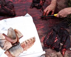 Linda Taylor cuts strips of beluga whale meat for drying next to some whitefish filets; Tuktoyaktuk, NT