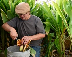 Garrick Parsons cleans a fresh 'hand' of turmeric at his greenhouse in Alamosa, CO.
