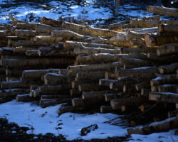 Small aspen logs, Burnt Ridge; Mancos, CO