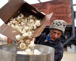 Farmer Dan Hobbs pours garlic heads into a machine that separates cloves for planting; Avondale, CO.