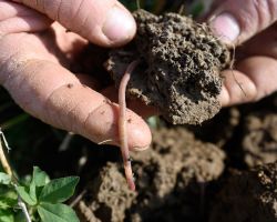 Doug Wiley shows off his worm-rich soils in a pasture planted to grass and alfalfa; Avondale, CO