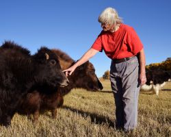 Jenny Knoblauch, owner of Laz Ewe 2 Bar Goat Dairy, communes with her three yaks; Del Norte, CO