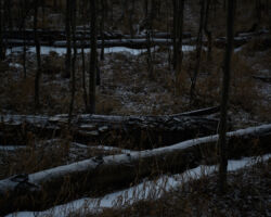 Transitional aspen forest, Orphan Butte; Rico, CO