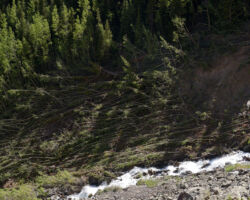 Aspen trees laid down in avalanche path, Boulder Gulch; Silverton, CO