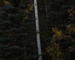 Rio Lado; near Dolores, CO