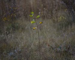 Rio Lado; near Dolores, CO