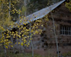 Aspen and cabin on Rio Lado; near Dolores, CO