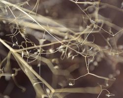 Rice Grass, Sand Canyon; Cortez, CO