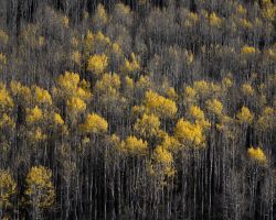 Hillside near Bear Creek, upper Dolores River canyon