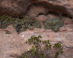 Canyon wall plants; Mule Canyon, Utah