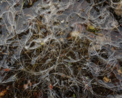 Fungi in Snowmelt; Never Summer Range, CO