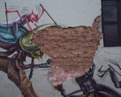 Calle Porfirio Diaz, Oaxaca