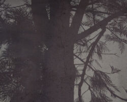 Calle de Manuel Sabino Crespo, Oaxaca