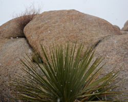Yucca; Joshua Tree, CA