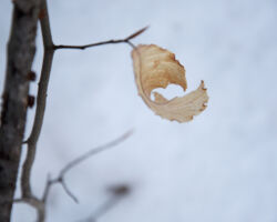 North Springfield, VT