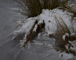 Old pasture; Athens, VT