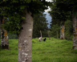 Black cat grave, Otzaurteko Benta