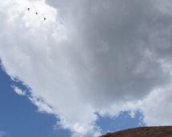 Horno dome and birds
