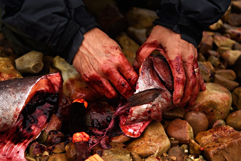 Jason Van Fleet gutting a Chinook salmon; Old Crow, YT